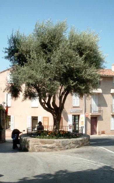 Un olivier  Ramatuelle juillet 2003